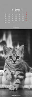 Lesezeichenkalender 2017 mit 12 Motiven als Lesezeichen, Variante: Katzen, Vorschaubild Januar mit gestreifter Katze in schwarz-weiß