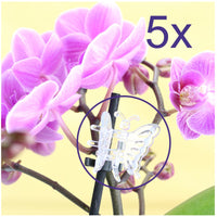 5er Set Orchideen Clips "Schmetterling", transparent