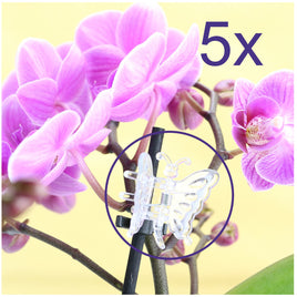 5er Set Orchideen Clips "Schmetterling", transparent