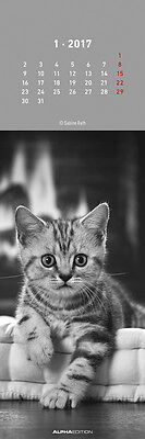 Lesezeichenkalender 2017 mit 12 Motiven als Lesezeichen- Katzen